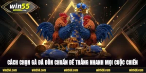 Gà đá đòn